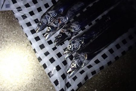 食いこみの悪いタチウオに翻弄される