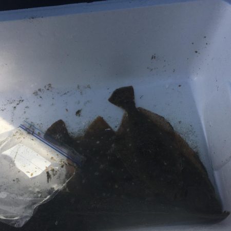 フラットフィッシュ好調