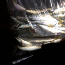 タチウオのち中アジ