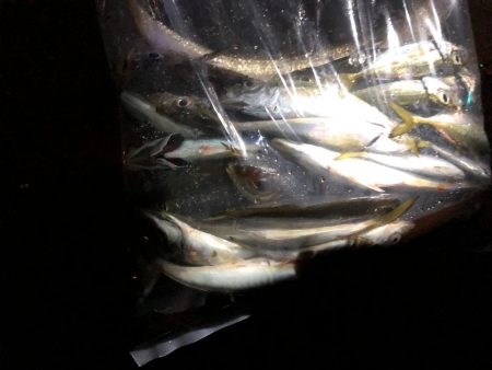 タチウオのち中アジ