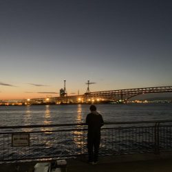 好調、湾奥タチウオ