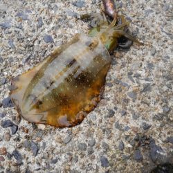 まだ、産まれたて~が追尾!?