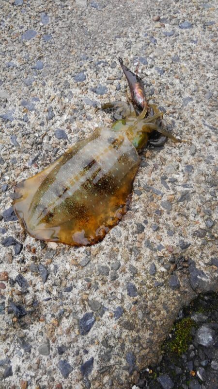 まだ、産まれたて~が追尾!?