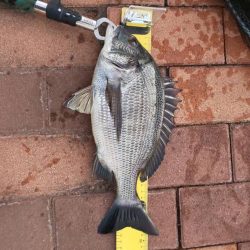 久しぶりの釣行　~辰巳橋付近~