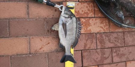 久しぶりの釣行　~辰巳橋付近~