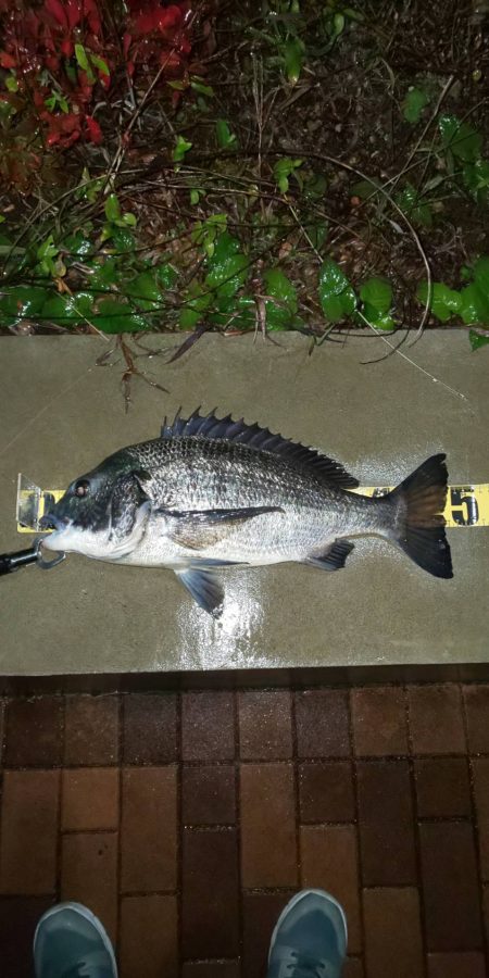 アメニモマケズ　~辰巳橋~