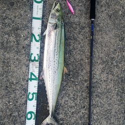 ハマチはいない