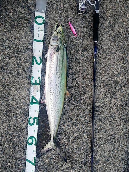 ハマチはいない