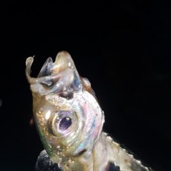 ちょいとアジング