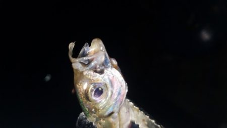 ちょいとアジング