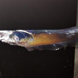 お土産ゲッツなるか