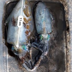 秋イカシーズン終盤