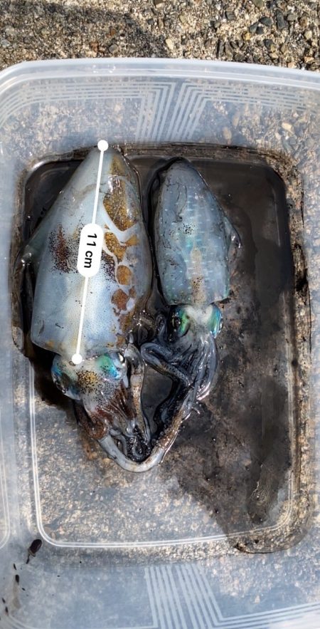 秋イカシーズン終盤