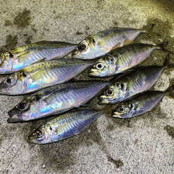 瀬戸内の島アジング（2019-18)