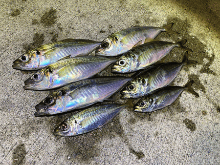 瀬戸内の島アジング（2019-18)