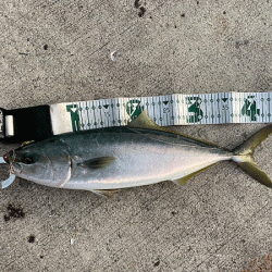 瀬戸内の島ショアジギング（2019-1）