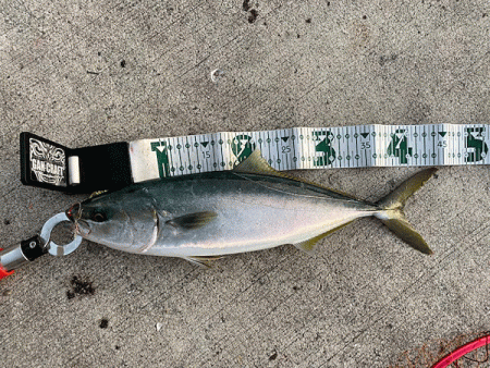 瀬戸内の島ショアジギング（2019-1）