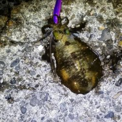 エギング　キロオーバー！