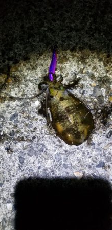 エギング　キロオーバー！