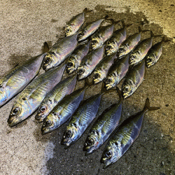 瀬戸内の島アジング（2019-19)