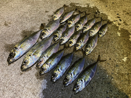 瀬戸内の島アジング（2019-19)