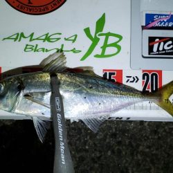 もういないのかな