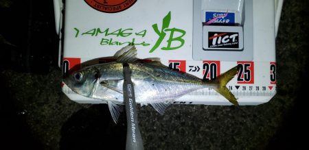 もういないのかな