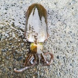 秋イカ