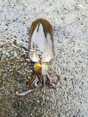 秋イカ