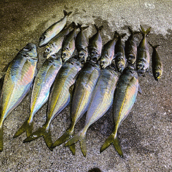 瀬戸内の島アジング（2019-20)