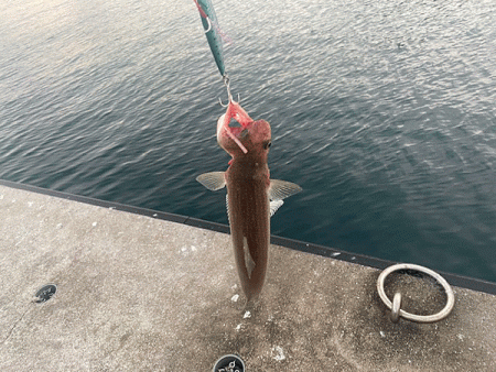 瀬戸内の島ショアジギング（2019-2）