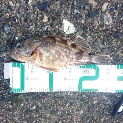 サゴシがいない