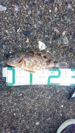 サゴシがいない