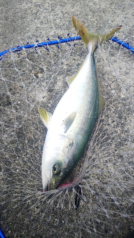 釣ったアジで飲ませ