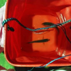 初めてのアジング