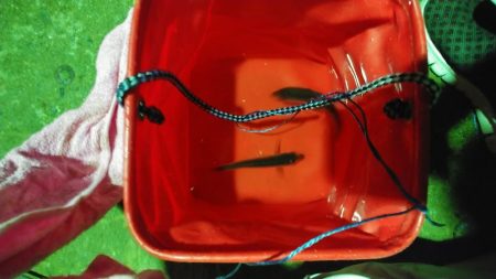 初めてのアジング