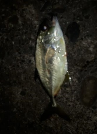 久々の夜釣り！正直、かなり渋かったです。。。。