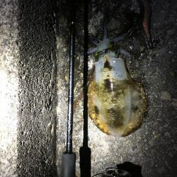 アオリイカ好調