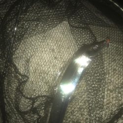 ハマチ・タチウオ