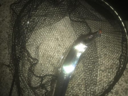 ハマチ・タチウオ