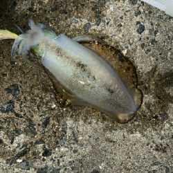 終盤だけど連発