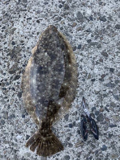 ヒラメ大量接岸 急げC=C=＼(;・_・)／