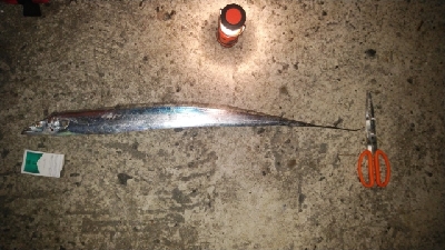 思ったより釣れず