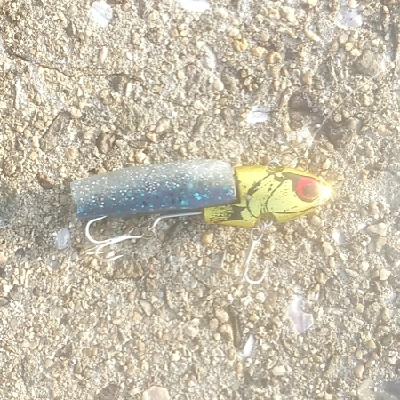 シーバスゲット サバは活性高し