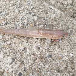 あかんかったー