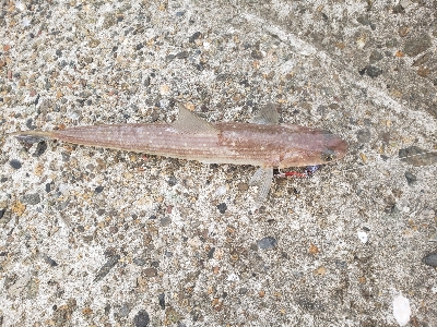 あかんかったー