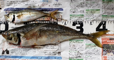 ついに念願の！