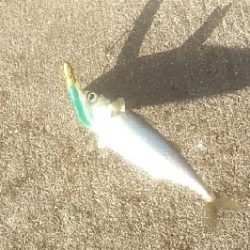 テクトロでキビレ　シーバスはバラシ