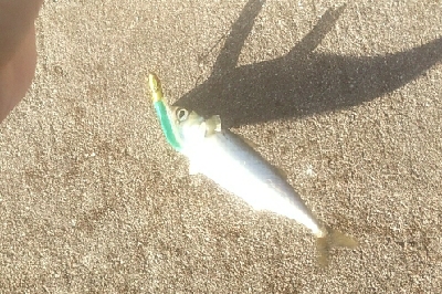 テクトロでキビレ　シーバスはバラシ