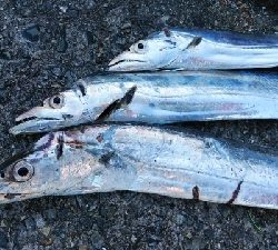 朝マヅメむこいち